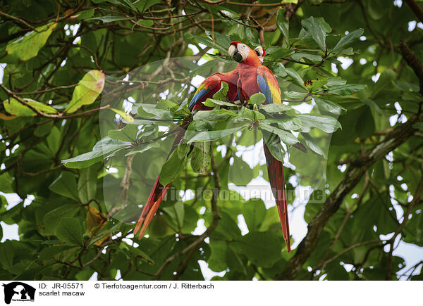 scarlet macaw / JR-05571
