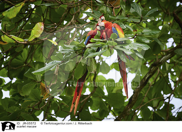 scarlet macaw / JR-05572