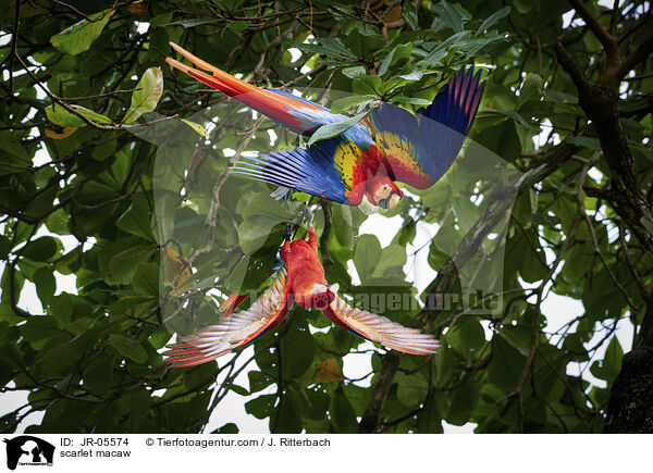 scarlet macaw / JR-05574