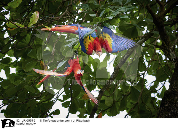 scarlet macaw / JR-05575