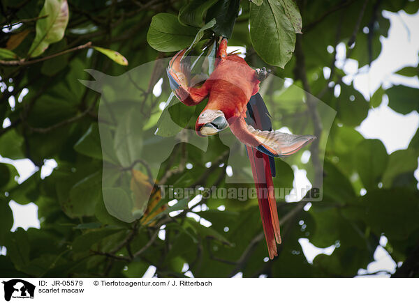 scarlet macaw / JR-05579