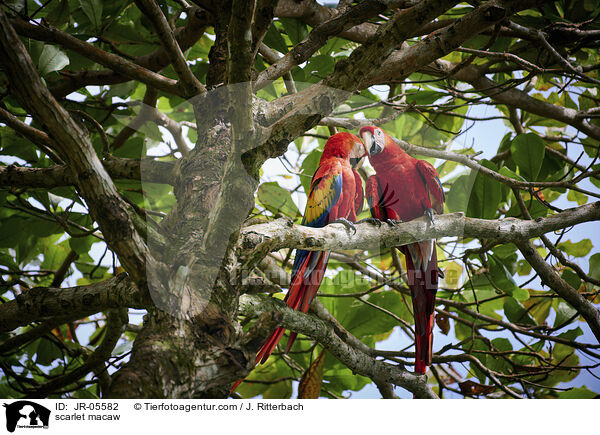 Hellroter Ara / scarlet macaw / JR-05582