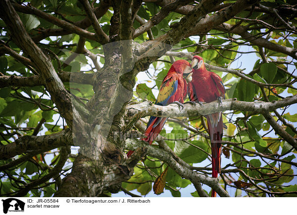 Hellroter Ara / scarlet macaw / JR-05584
