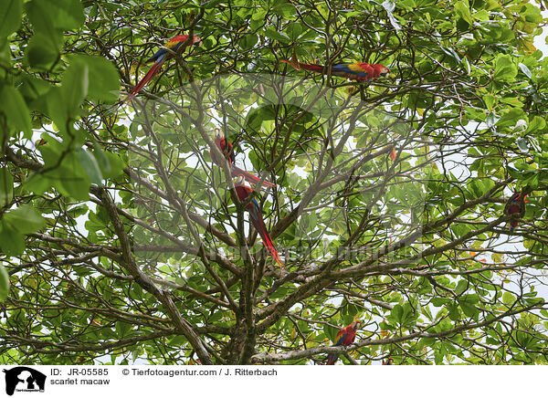 Hellroter Ara / scarlet macaw / JR-05585
