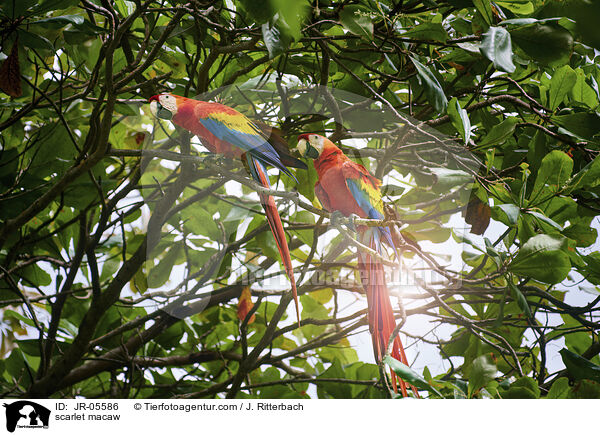 scarlet macaw / JR-05586