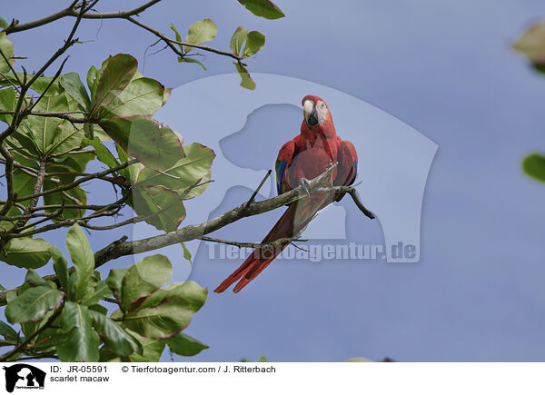scarlet macaw / JR-05591