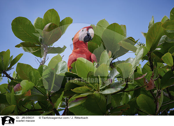 scarlet macaw / JR-05631