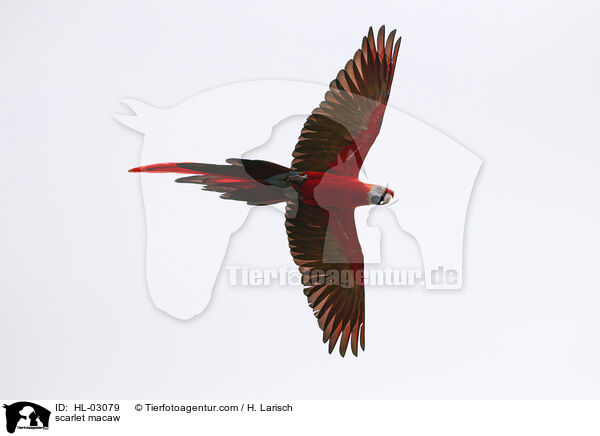 scarlet macaw / HL-03079