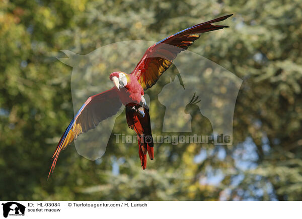Hellroter Ara / scarlet macaw / HL-03084