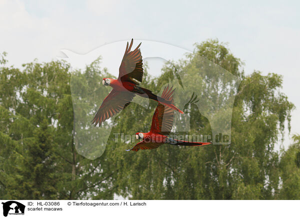 scarlet macaws / HL-03086