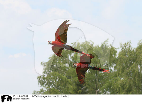 scarlet macaws / HL-03087