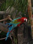 macaw