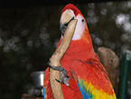 macaw