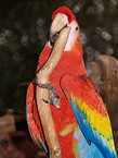 macaw