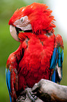 scarlet macaw