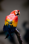 Scarlet Macaw