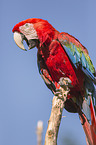 scarlet macaw