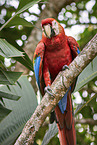 Scarlet Macaw