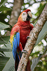 Scarlet Macaw