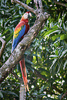 Scarlet Macaw