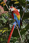 Scarlet Macaw