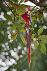 scarlet macaw