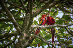 scarlet macaw