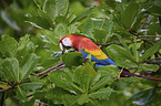 scarlet macaw