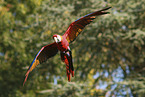 scarlet macaw