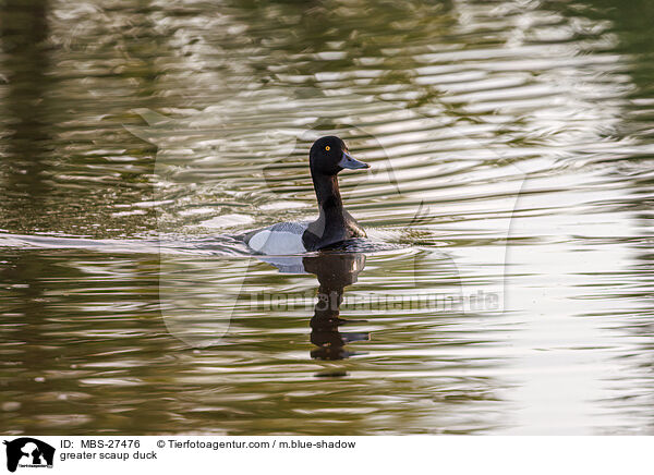 greater scaup duck / MBS-27476