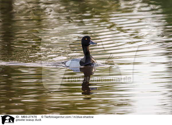 Bergente / greater scaup duck / MBS-27476