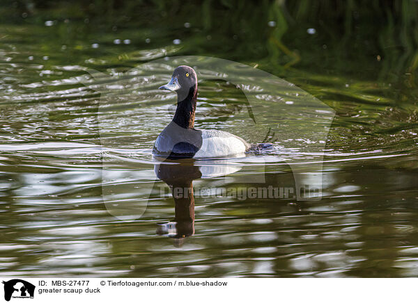 Bergente / greater scaup duck / MBS-27477