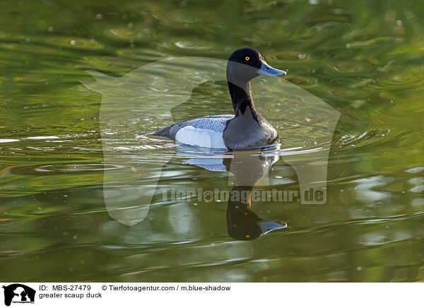 Bergente / greater scaup duck / MBS-27479