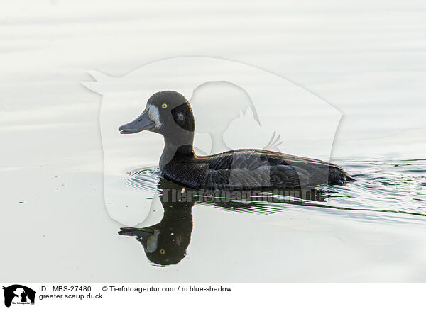 greater scaup duck / MBS-27480