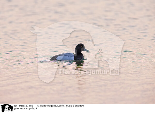greater scaup duck / MBS-27486