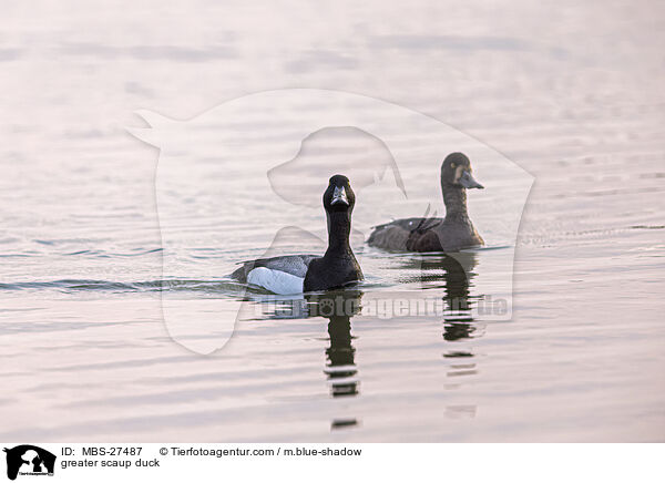 Bergente / greater scaup duck / MBS-27487