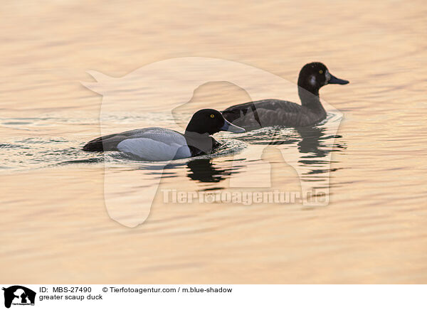 Bergente / greater scaup duck / MBS-27490