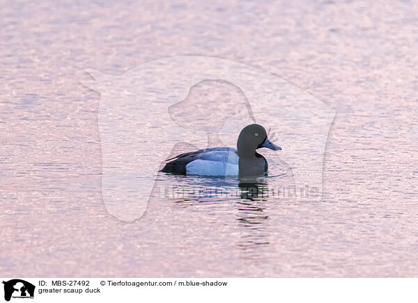 greater scaup duck / MBS-27492