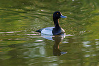 greater scaup duck