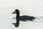 greater scaup duck