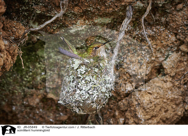 Orangekehlelfe / scintillant hummingbird / JR-05849