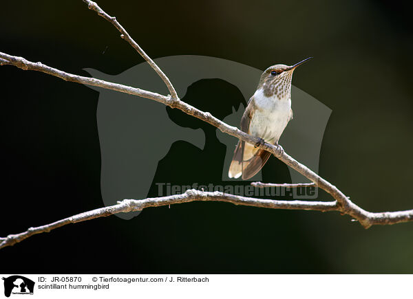 Orangekehlelfe / scintillant hummingbird / JR-05870