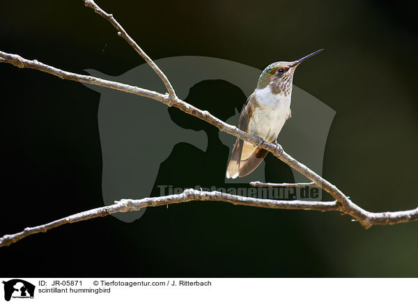 Orangekehlelfe / scintillant hummingbird / JR-05871