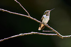 scintillant hummingbird