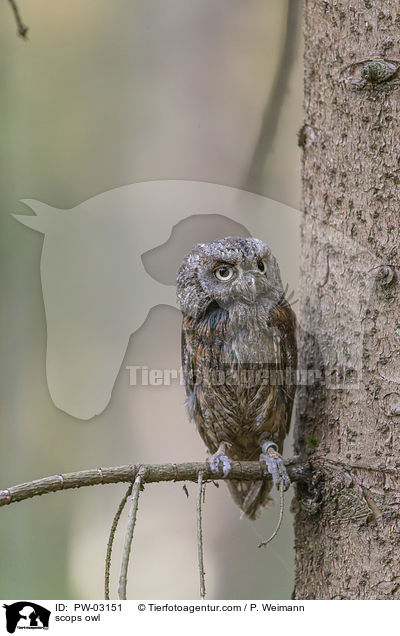 scops owl / PW-03151