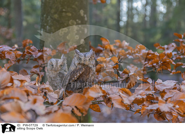 sitting Scops Owls / PW-07729