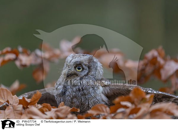 sitting Scops Owl / PW-07734
