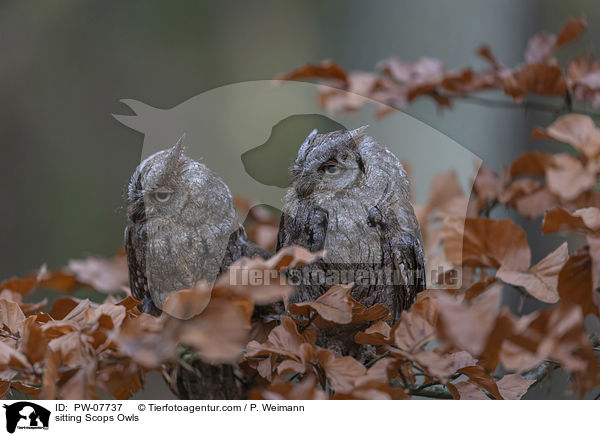 sitzende  Zwergohreulen / sitting Scops Owls / PW-07737