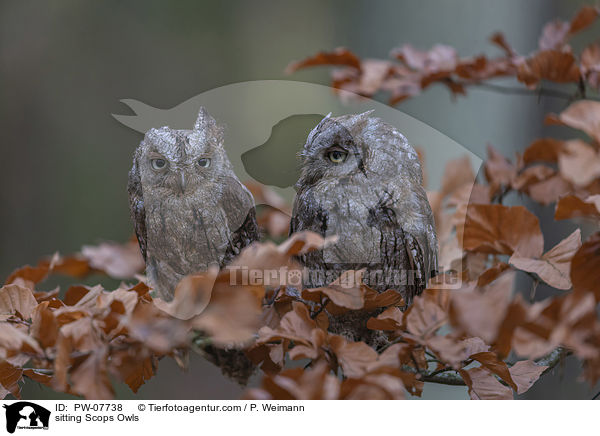 sitzende  Zwergohreulen / sitting Scops Owls / PW-07738