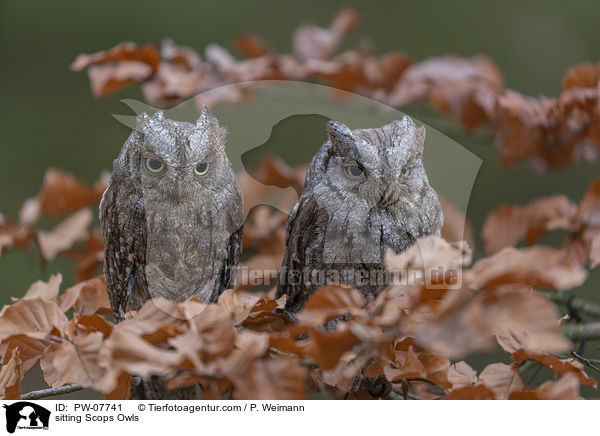 sitzende  Zwergohreulen / sitting Scops Owls / PW-07741